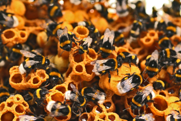 Наверху пищевой цепочки. Альбина Антоненкова выращивает хищных жуков. Как для завоевания рынка она построила хищный отдел продаж /Фото 1