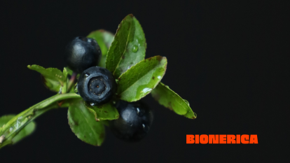 «Ми хочемо змінити імідж України як сировинної держави». Гриби та ягоди від BIONERICA підкорюють світ /Фото 4