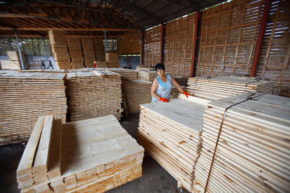 Рубают, сушат, продают. Как работает Государственное Остерское лесное хозяйство. Фоторепортаж Forbes /Фото 8