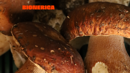 «Ми хочемо змінити імідж України як сировинної держави». Гриби та ягоди від BIONERICA підкорюють світ /Фото 7