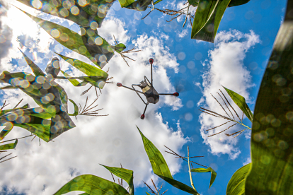 Упродовж 20 років Україна подвоїла виробництво зернових та олійних культур. Як технології допомагають точному землеробству /Фото 2