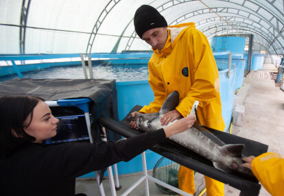 50 грамів осетрової ікри коштує 1000 грн. Щоб отримати 1 кг, необхідно девʼять років на вирощування риби. Фоторепортаж з підприємства Stellar Caviar /Фото 3