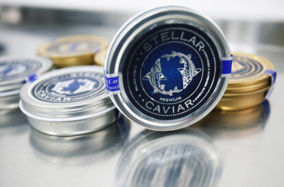 50 грамів осетрової ікри коштує 1000 грн. Щоб отримати 1 кг, необхідно девʼять років на вирощування риби. Фоторепортаж з підприємства Stellar Caviar /Фото 8