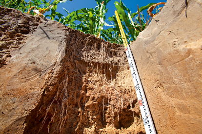 Упродовж 20 років Україна подвоїла виробництво зернових та олійних культур. Як технології допомагають точному землеробству /Фото 4