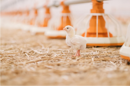 Як зберегти виробництво й позиції на ринку птахівничої галузі в умовах інфляції та блекаутів: кейс Володимир-Волинської птахофабрики /Фото 1