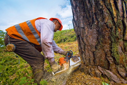 Рубают, сушат, продают. Как работает Государственное Остерское лесное хозяйство. Фоторепортаж Forbes /Фото 1