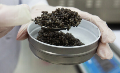 50 грамів осетрової ікри коштує 1000 грн. Щоб отримати 1 кг, необхідно девʼять років на вирощування риби. Фоторепортаж з підприємства Stellar Caviar /Фото 6
