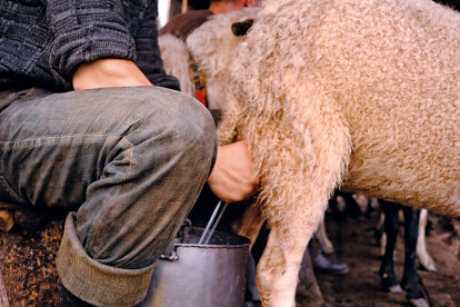 «Гуцульська овеча бриндзя»&amp;nbsp;– один із трьох українських продуктів із захищеним географічним походженням. Як її виготовляють /Фото 2