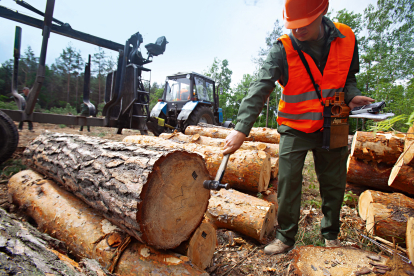 Рубают, сушат, продают. Как работает Государственное Остерское лесное хозяйство. Фоторепортаж Forbes /Фото 3