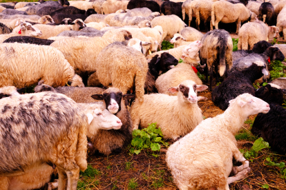 «Гуцульська овеча бриндзя»&amp;nbsp;– один із трьох українських продуктів із захищеним географічним походженням. Як її виготовляють /Фото 1