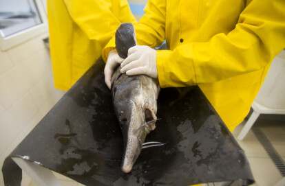 50 грамів осетрової ікри коштує 1000 грн. Щоб отримати 1 кг, необхідно девʼять років на вирощування риби. Фоторепортаж з підприємства Stellar Caviar /Фото 5