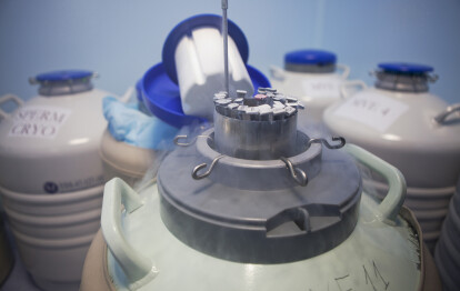 Происхождение жизни. Как работает технология искусственного оплодотворения /Фото 8