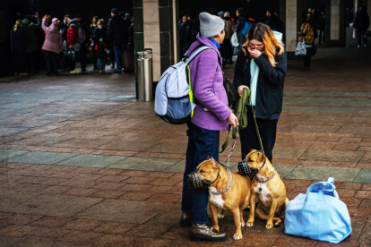 Зоомагазины, волонтерские службы и онлайн-ветеринары. Как ухаживать, перевозить и кормить животных во время войны /Фото 1