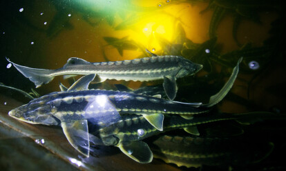 50 грамів осетрової ікри коштує 1000 грн. Щоб отримати 1 кг, необхідно девʼять років на вирощування риби. Фоторепортаж з підприємства Stellar Caviar /Фото 1