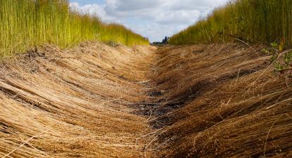Україна четвертий місяць поспіль збільшує експорт льону. Куди продають найбільше /Gettyimages