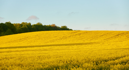 Експорт ріпаку за 2023 рік склав $1 млрд 168 млн /ShutterStock