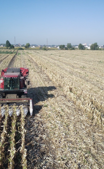 Ціни на пшеницю та кукурудзу падають на тлі продовження «зернової угоди»
