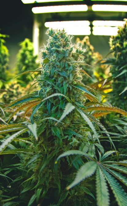 Украина будет выращивать коноплю сием рип марихуана