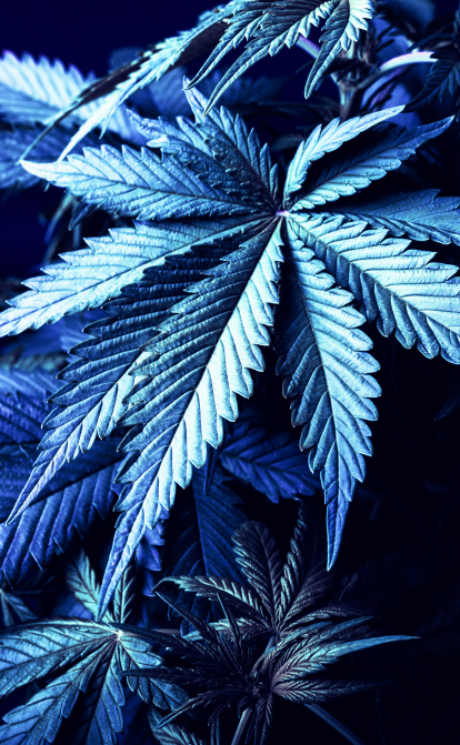 Марихуана на Мальте: самая маленькая страна Евросоюза первой на континенте легализовала каннабис для личного использования. /Shutterstock