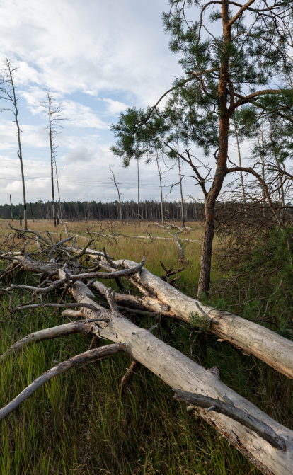 Мертвые сосны лежат в лесистой местности Дюбенер Хайде в Саксонии-Анхальт. Засуха и нашествие жуков наносят ущерб лесам. От нынешней погоды и экологической ситуации особенно страдают хвойные породы: сосны и ели. /Getty Images