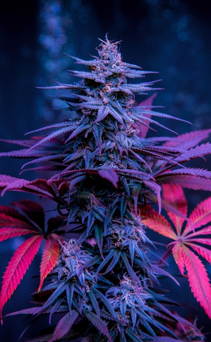 Канабісова компанія GTI створює в Нью-Йорку «Кампус канабісу» за $150 млн. Чому навіть чиновники в захваті від ідеї /Shutterstock