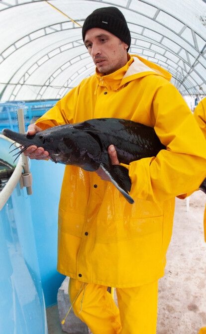 50 граммов осетровой икры стоят 1000 грн. Чтобы получить 1 кг, нужно девять лет на выращивание рыбы. Фоторепортаж с предприятия Stellar Caviar