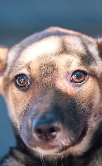 Фото надані пресслужбою Kormotech