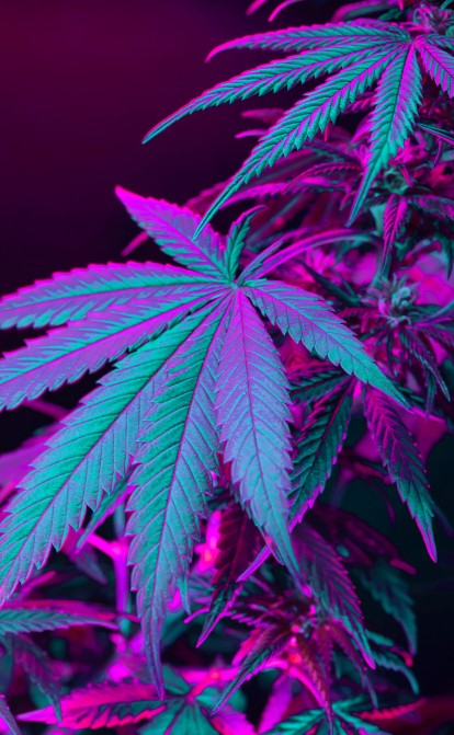 Популярность марихуаны: с легализацией каннабиса в 36 штатах компании по поставке оборудования и услуг теперь спокойно обслуживают незаконную на федеральном уровне индустрию. /Shutterstock