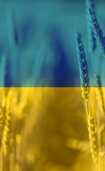 Венгрия вслед за Польшей запретила ввоз зерна из Украины /Getty Images
