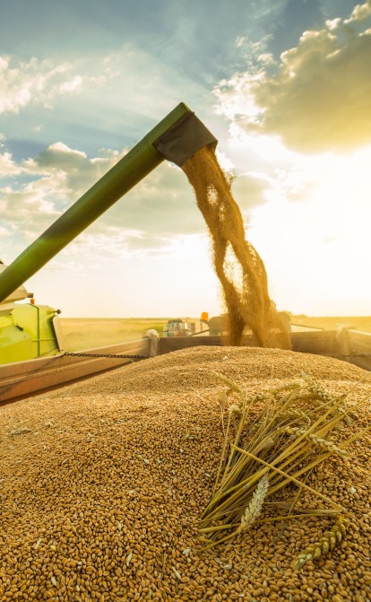 Еврокомиссия запретила импорт пшеницы, кукурузы, рапса и подсолнечника в пять стран блока до 5 июня /Shutterstock