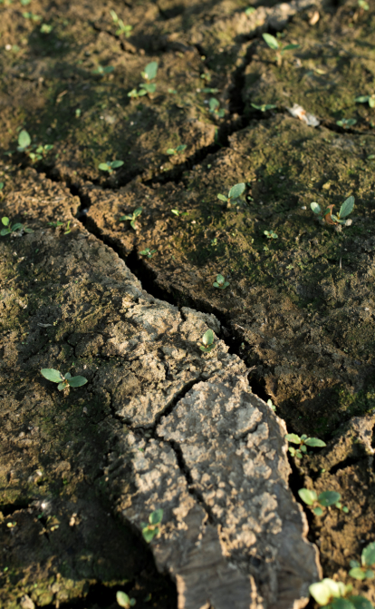 Сухий ґрунт заповідної зони «Плавні» після руйнування армією РФ дамби Каховської ГЕС, 27 червня 2023 року, Запоріжжя /Getty Images