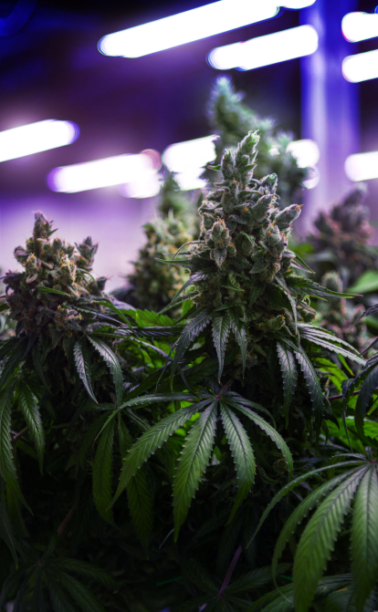 Перший і (можливо) останній крок. Україна наблизилася до легалізації медичного канабіса. Що зміниться та чи чекати прориву /Getty Images