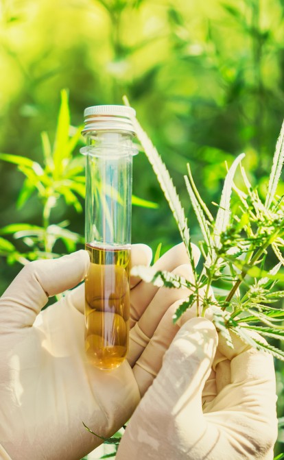 Канабіс трави гриби рослинні екстракти /Getty Images