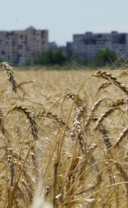 Росія вкрала українського зерна на суму не менше $530 млн /Getty Images