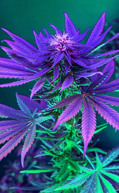 Щепотка жадности. Как американское правительство провалило легализацию рынка марихуаны /Фото Shutterstock