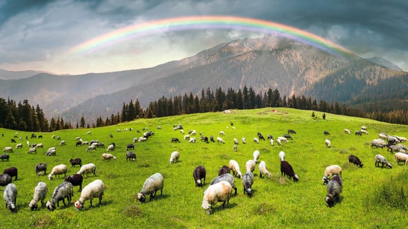 Getty Images