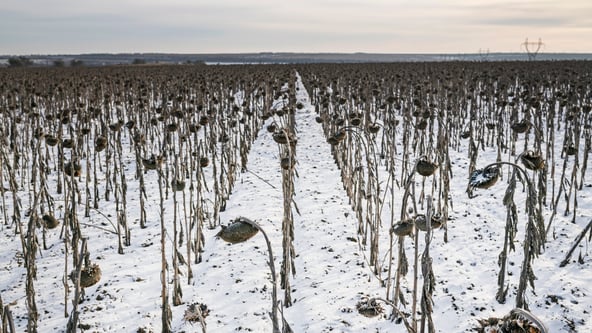 Viktor Fridshon/Global Images Ukraine via Getty Images
