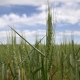 Минагрополитики улучшило прогноз урожая зерновых и масличных до 78 млн т, экспорт ожидается на уровне 60 млн т /Getty Images