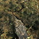 Сухий ґрунт заповідної зони «Плавні» після руйнування армією РФ дамби Каховської ГЕС, 27 червня 2023 року, Запоріжжя /Getty Images