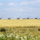 Коснется всех. Как война в Украине заставит голодать Ближний Восток и Африку – The Economist /Фото Getty Images
