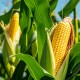 Експорт агропродукції скоротився на 11%, а ціни на зернові зросли на понад 60% за рік – УКАБ /Фото Shutterstock