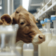 Як австралійські молочні фермери виробляють справжнє молоко без корів. Історія Forbes Australia /Изображение сгенерировано ИИ Midjourney в соавторстве с Анной Наконечной