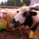 «Гуцульська овеча бриндзя»&amp;nbsp;– один із трьох українських продуктів із захищеним географічним походженням. Як її виготовляють
