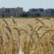 На фото, зробленому 15 липня 2022 року, видно пшеничне поле поблизу Маріуполя Донецької області на тлі зруйнованих будинків /Getty Images