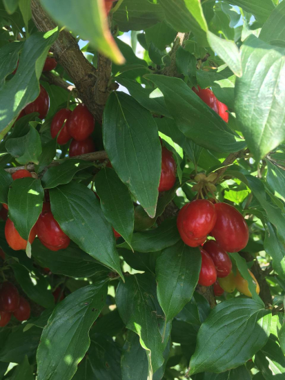 Бизнес Ольшанских – компания Famberry выпускает соусы, десерты, варенье, пастилу, компоты из кизила. /Сергій Ольшанський