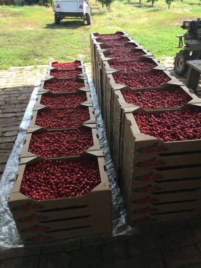 Бизнес Ольшанских – компания Famberry выпускает соусы, десерты, варенье, пастилу, компоты из кизила. /Сергій Ольшанський